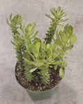 6" Euphorbia Guentherii